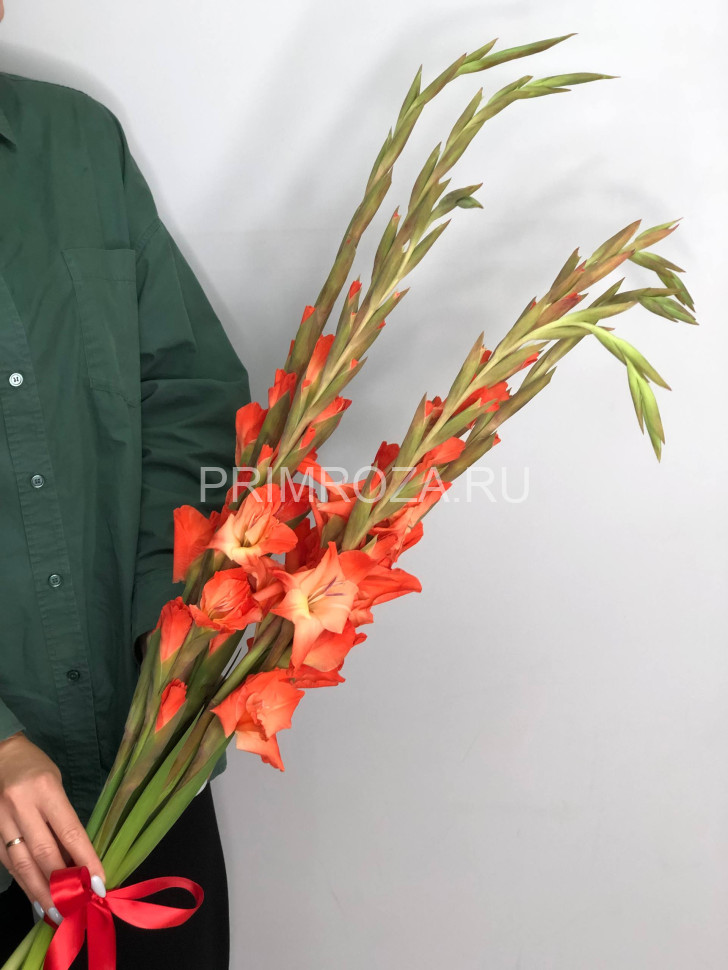Цветы c доставкой во Владивостоке <br>Монобукет из гладиолусов под ленту 