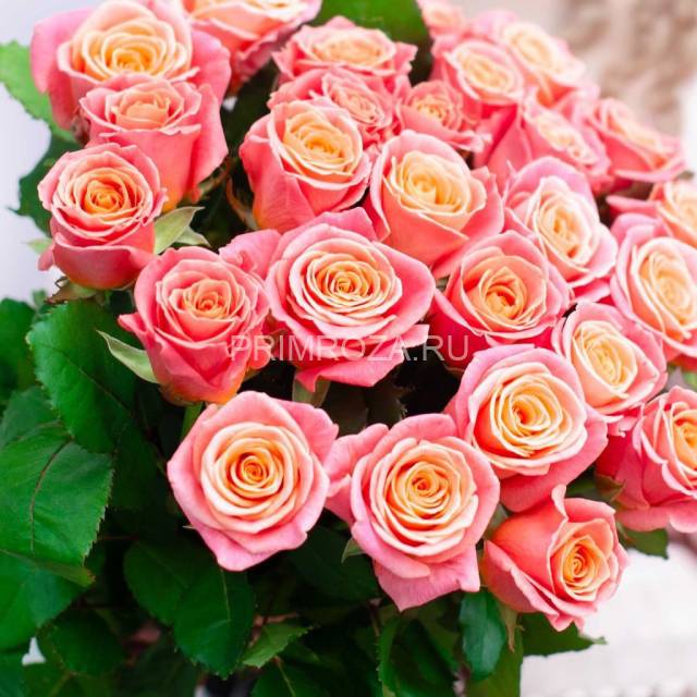 Букет из 31 персиковой розы 