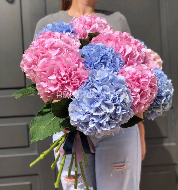 Монобукет из 11 гортензий #G0011