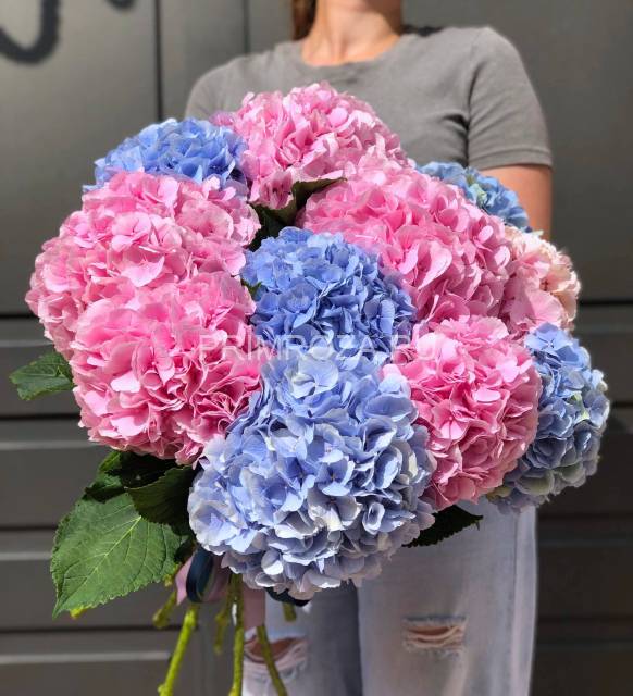 Монобукет из 11 гортензий #G0011