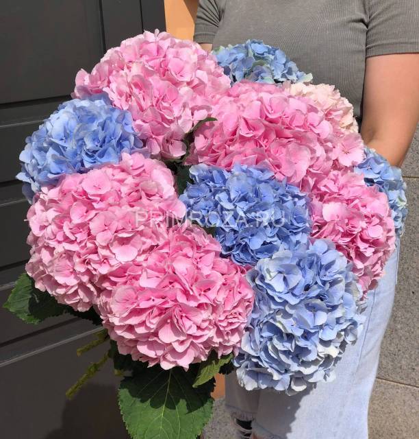 Монобукет из 11 гортензий #G0011